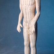 Model człowieka (65cm)