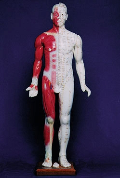 Model człowieka (84cm)