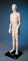 Model człowieka (65cm)