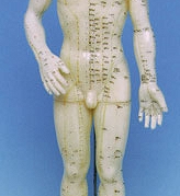 Model człowieka (50cm)