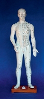 Model człowieka (68cm)