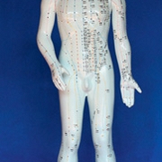 Model człowieka (68cm)
