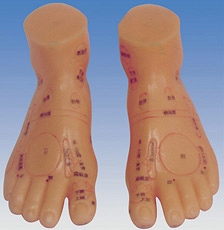 Model stopy do nauki masażu (skala 1:1)
