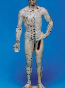 Model człowieka (26cm)