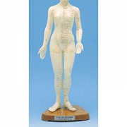 Model człowieka - kobieta (45cm)