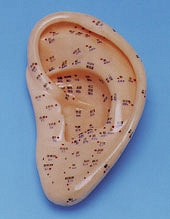 Model ucha, duży (22cm)